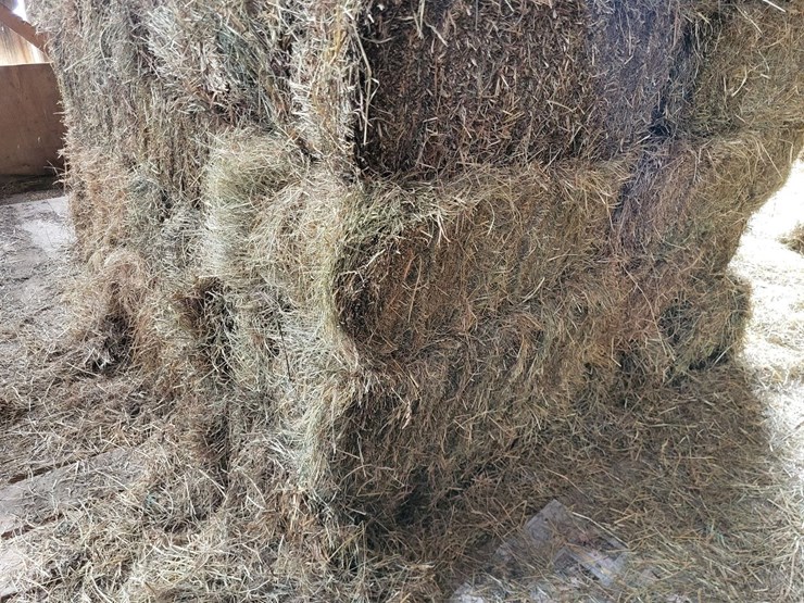(50)-small-square-bales-of-1st-cutting-hay-in-2025-image-6