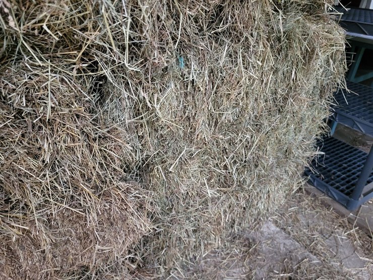 (50)-small-square-bales-of-1st-cutting-hay-in-2025-image-12