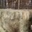 (50)-small-square-bales-of-1st-cutting-hay-in-2025-image-4