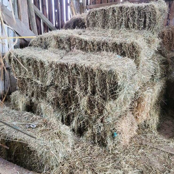 (41) Small Square Bales of 1st Cutting Hay in 2025