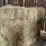 (50)-small-square-bales-of-1st-cutting-hay-in-2025-image-5
