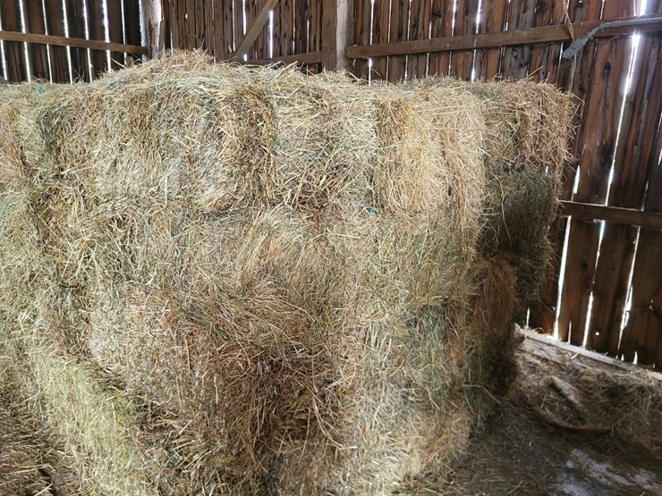 (50)-small-square-bales-of-1st-cutting-hay-in-2025-image-5