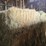 (50)-small-square-bales-of-1st-cutting-hay-in-2025-image-4