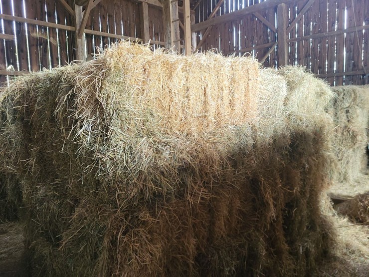 (50)-small-square-bales-of-1st-cutting-hay-in-2025-image-4