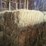 (50)-small-square-bales-of-1st-cutting-hay-in-2025-image-11