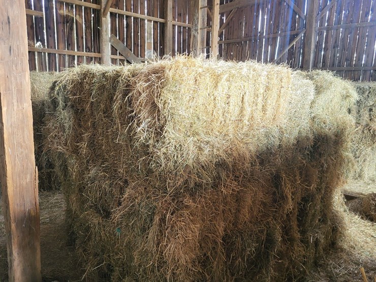 (50)-small-square-bales-of-1st-cutting-hay-in-2025-image-11