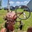 farmall-a-image-19
