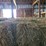 (50)-small-square-bales-of-1st-cutting-hay-in-2025-image-11