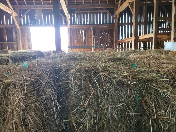 (50)-small-square-bales-of-1st-cutting-hay-in-2025-image-11