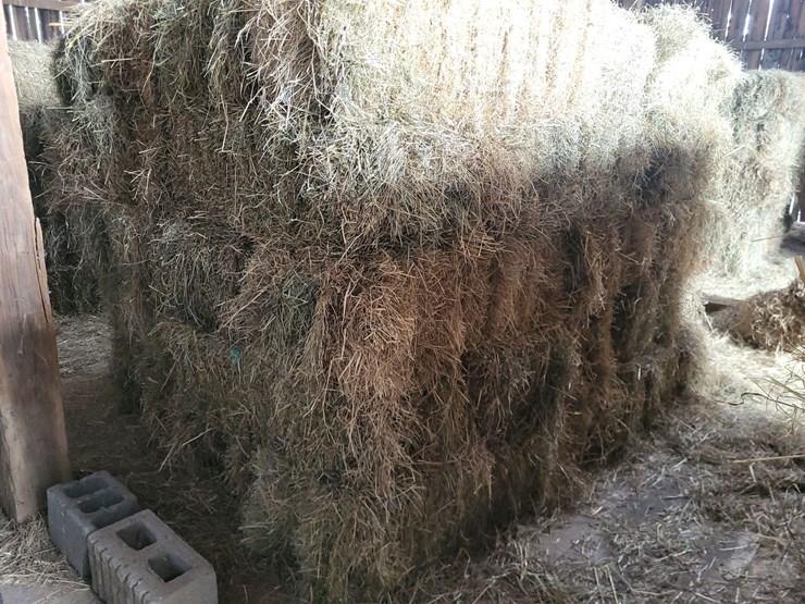 (50)-small-square-bales-of-1st-cutting-hay-in-2025-image-3