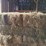 (50)-small-square-bales-of-1st-cutting-hay-in-2025-image-7
