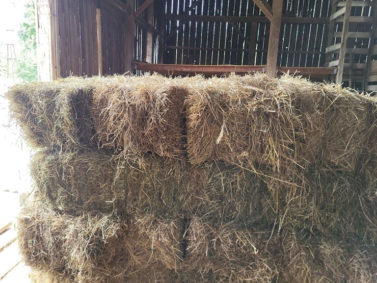 (50)-small-square-bales-of-1st-cutting-hay-in-2025-image-7