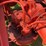 mack-b61-image-22
