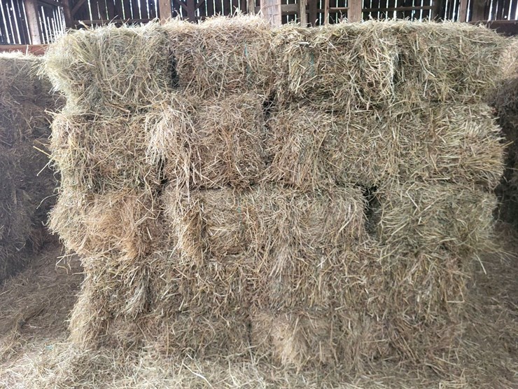 (50)-small-square-bales-of-1st-cutting-hay-in-2025-image-6