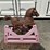 rocking-horse-image-1