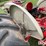 ford-801-image-13