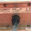 2021-kuhn-knight-reel-auggie-3130t-reel-mixer-wagon-w/scale-image-20