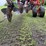 international-800-plow-image-11