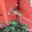 case-ih-810-image-12