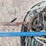 marine-lot---spear-guns,-crab-pots,-etc-image-4
