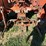 allis-chalmers-d15-series-ii-tractor-image-6