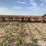 sunflower-3060-42-image-6