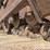 2019-caterpillar-336-image-18