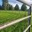 (18)-gate-round-pen-w/walk-through-gate-image-9