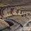 caterpillar-336-image-12