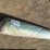 6.6ft-x-49.2ft-roll-of-unused-artificial-turf,-image-1