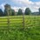 (18)-gate-round-pen-w/walk-through-gate-image-20