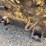 #4517-•-d8-dozer-blade-image-8