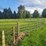 (18)-gate-round-pen-w/walk-through-gate-image-6