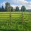 (18)-gate-round-pen-w/walk-through-gate-image-19