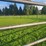 (18)-gate-round-pen-w/walk-through-gate-image-8