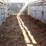 20'x6'-gooseneck-stock-trailer,-covered-image-4