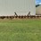 16-row-rowcrop-cultivator-image-8
