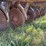 case-ih-5300-image-17