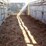 20'x6'-gooseneck-stock-trailer,-covered-image-4