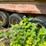 brown-lenox-jaw-crusher-sn:sl911xkk4pp009121-image-13
