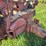 farmall-m-image-38