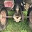 polaris-magnum-425-image-5