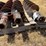 5--dirt-auger-bits-image-5