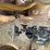 2023-caterpillar-259d3-image-9