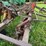 #2608-•-glencoe-(9)-shank-disc-chisel-image-27