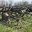 massey-harris-trail-field-cultivator-image-5