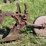 oliver-four-bottom-plow-image-6