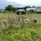 #2613-•-(10)-wheel-v-rake-image-5