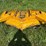 mower-deck-image-1