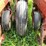 case-ih-800-image-21